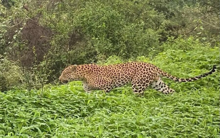 Top Triangle Safari