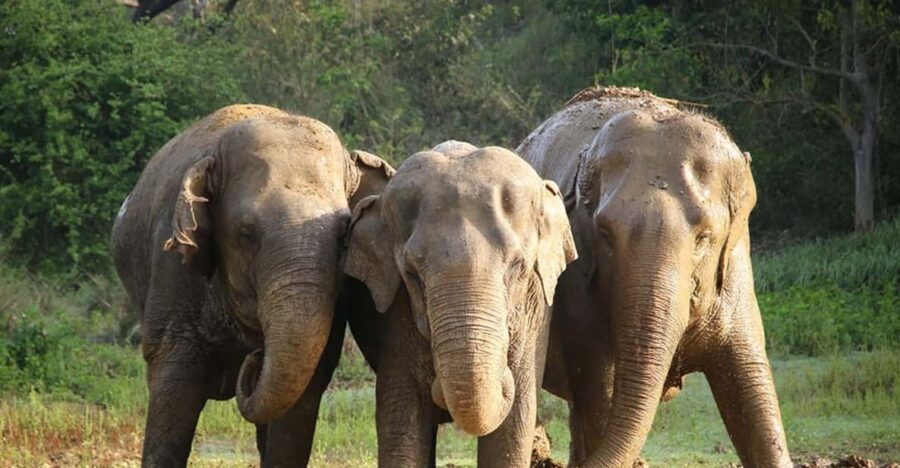 From Delhi: Taj Mahal Agra With Elephant Conservation Tour