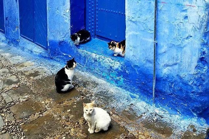 From Fes : Chefchaouen Day Trip With Small Group