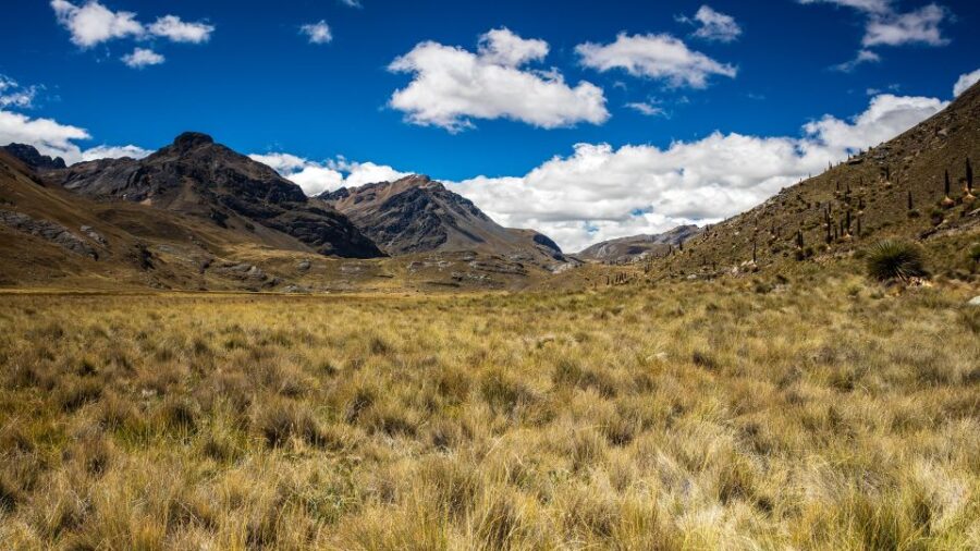 From Huaraz: Glacier Pastoruri and Puya Raimondi Day Tour - Tour Overview