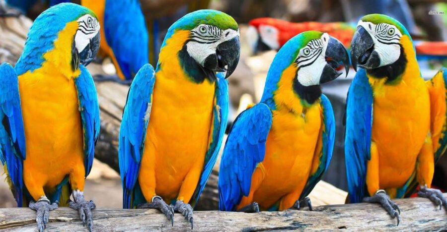 From Iquitos: 3-Day Amazon Jungle Adventure Trip