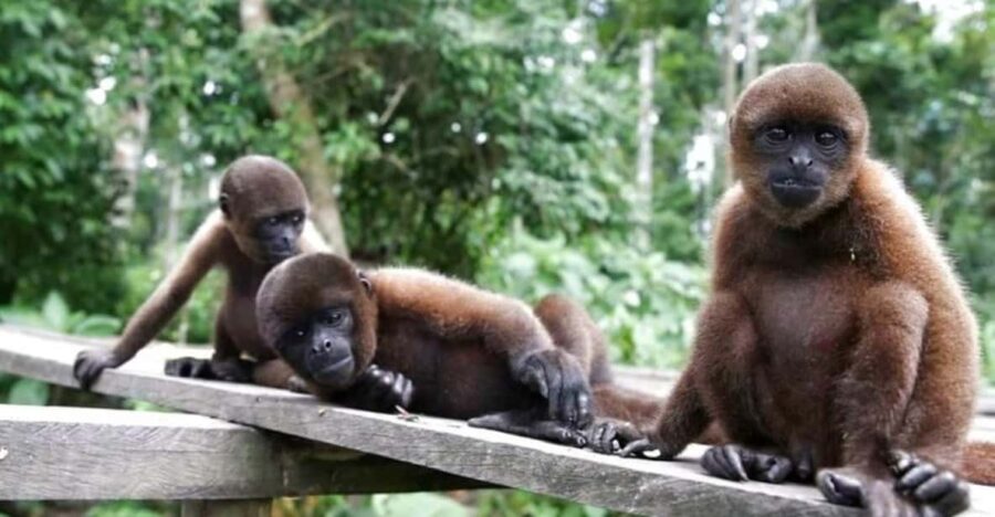 From Iquitos : 6 Day Amazon Jungle Tour