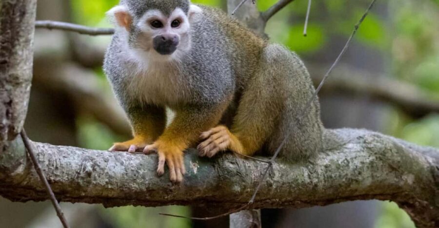From Iquitos: Exploring the Amazon Jungle on a 6-Day Tour