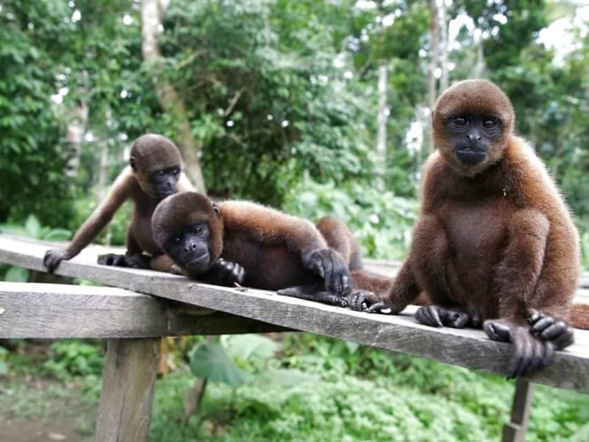 From Iquitos | Sunrise and Sightseeing Tour in 5 Days