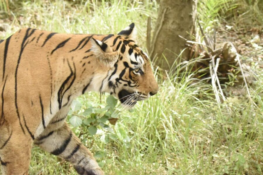 From Jaipur: Ranthambore Tiger Sanctuary Same Day Tour