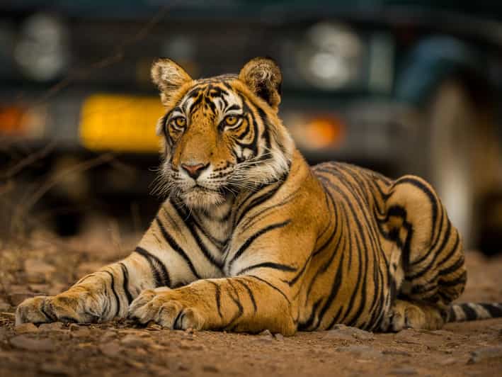 From Jaipur: Same Day Ranthambore Tiger Safari Tour