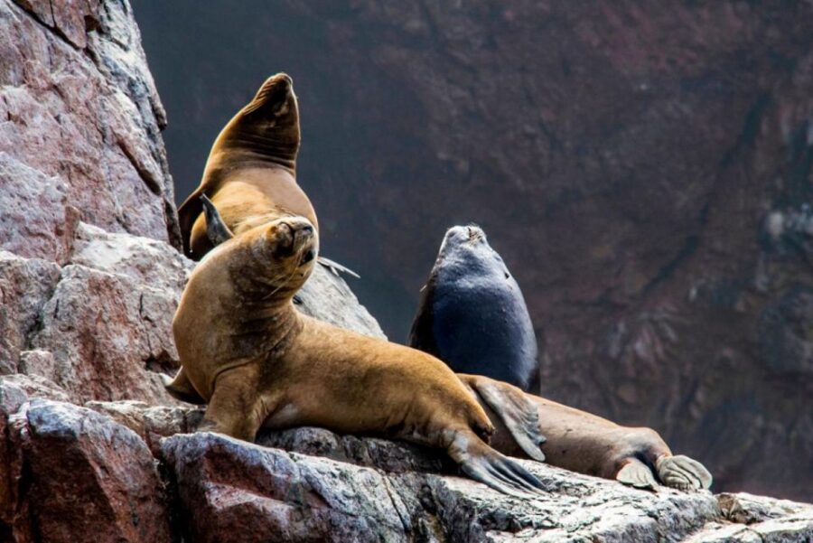 From Lima: 1-day Ica Paracas Excursion + Vineyards and Buggy