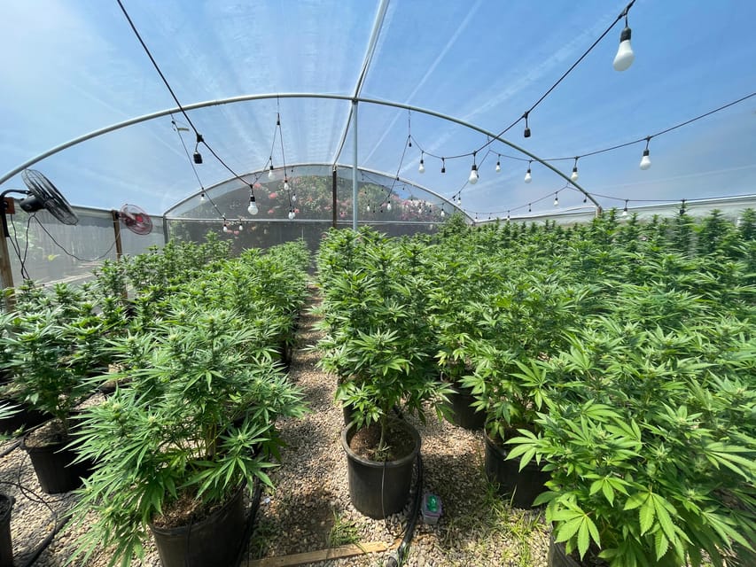 From Montego Bay: Ganja Farm Tour - Tour Overview and Pricing