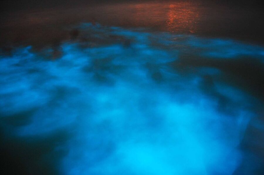 From Montego Bay: Luminous Lagoon Nighttime Boat Tour