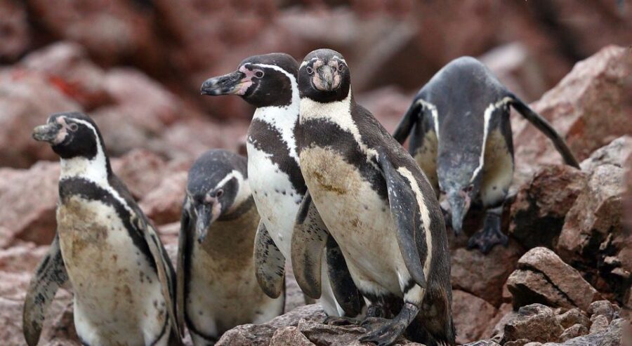 From Paracas: Ballestas Islands and Tambo Colorado Tour