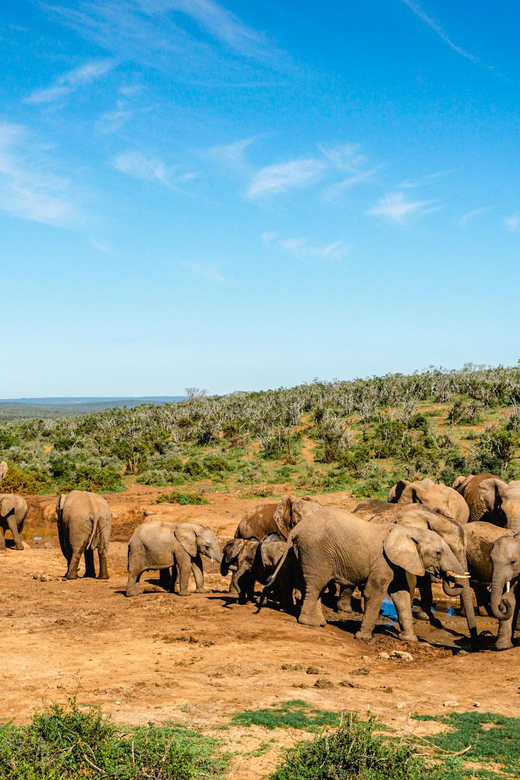 From Port Elizabeth: Addo Elephant National Park Safari
