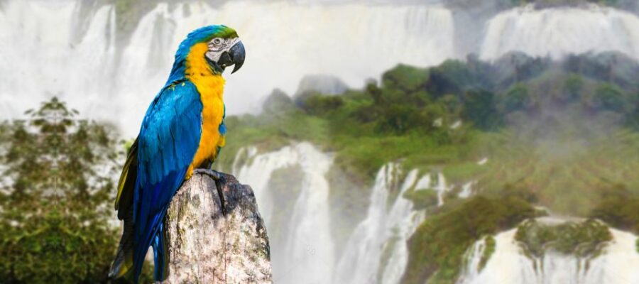From Puerto Iguazu: Half-Day Brazilian Falls Excursion - Tour Overview