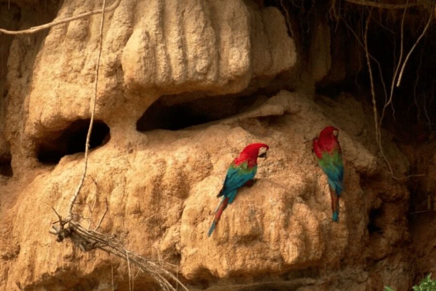 From Puerto Maldonado: Macaw Clay Lick 2 Days