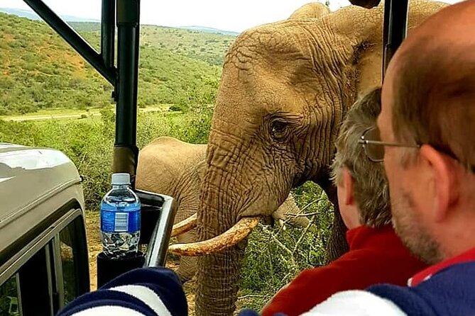 Full Day Addo and Schotia Private Game Reserve Safari