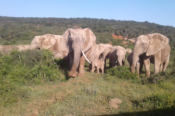 Full Day Addo Elephant National Park Safari Wit BBQ:Thentic Tours