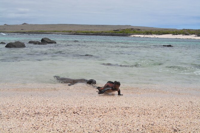 Full-day Adventure Tour at Espanola Island (Waved Albatross Island)