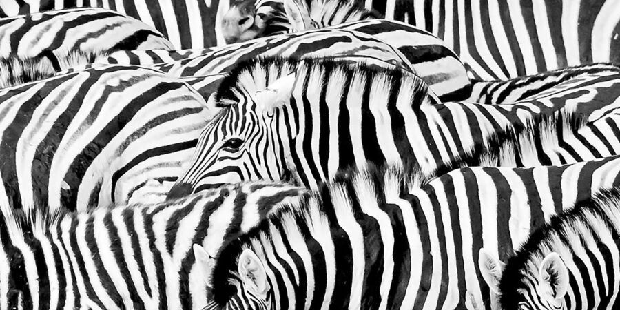 Full Day Aquila Safari (French)