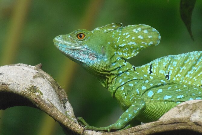 Full-Day Arenal Volcano and Rain Forest Tour From Guanacaste
