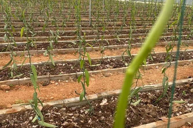 Full Day at Hacienda Cacaoymango and Vanilla Greenhouse.