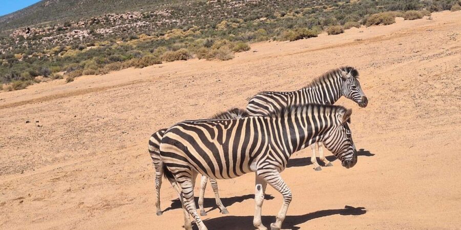 Full-day Big 5 Adventure Aquila Safari Game Reserve Tour
