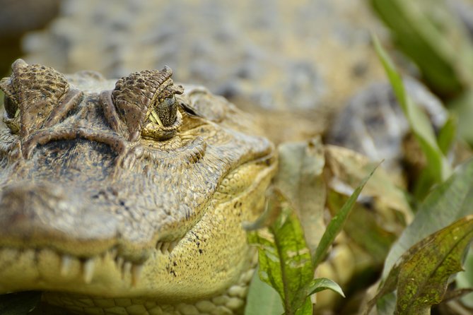 Full-Day Caño Negro Wildlife Refuge Boat Tour