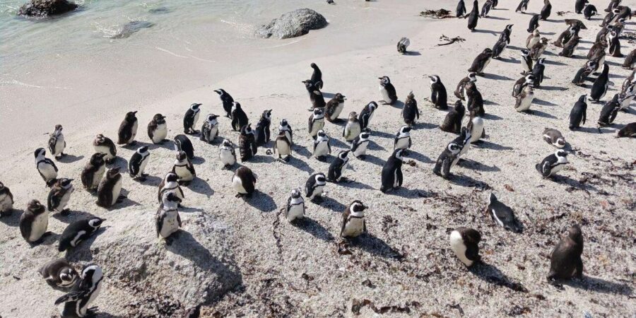 Full Day – Cape Point and Penguins Plus Table Mountain