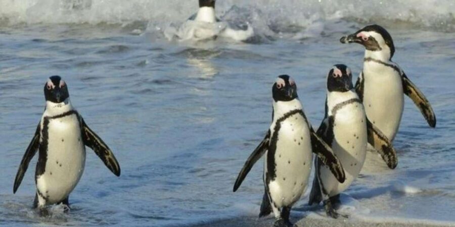 Full Day Cape Town: Cape of Good Hope & Penguins Tour - Tour Overview