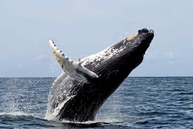 Full Day Humpback Whale Watching Tour in Samana From Uvero Alto - Tour Overview