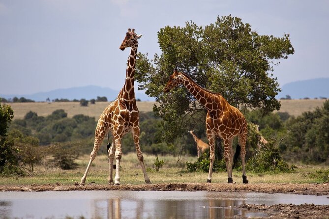 Full Day Isimangaliso Wetlands Park -Croc & Hippo &Game Fr Durban
