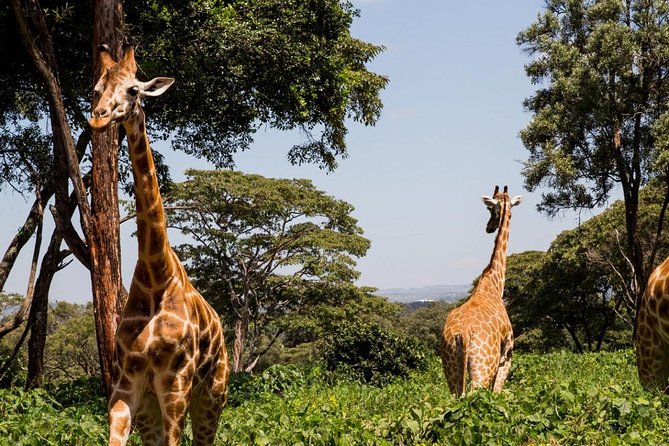 Full-Day Nairobi National Museum, Giraffe Centre and Nairobi National Park Tour