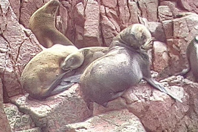 Full Day Paracas
