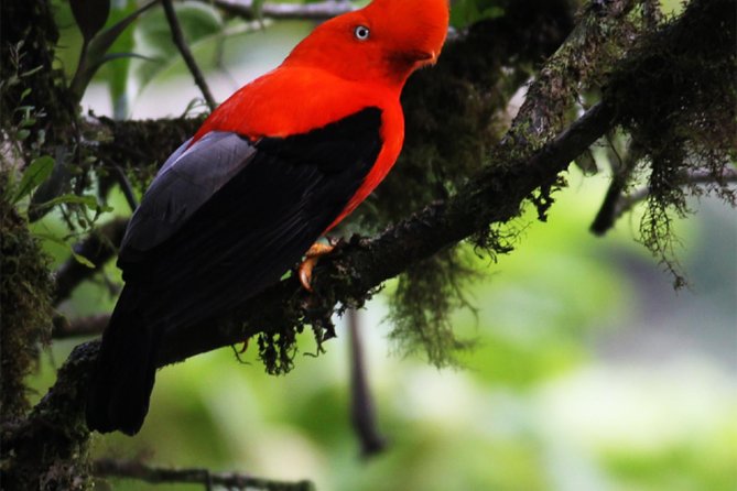Full-Day Private Birding Tour in La Paz Refuge & Alambi Hummingbird Sanctuary