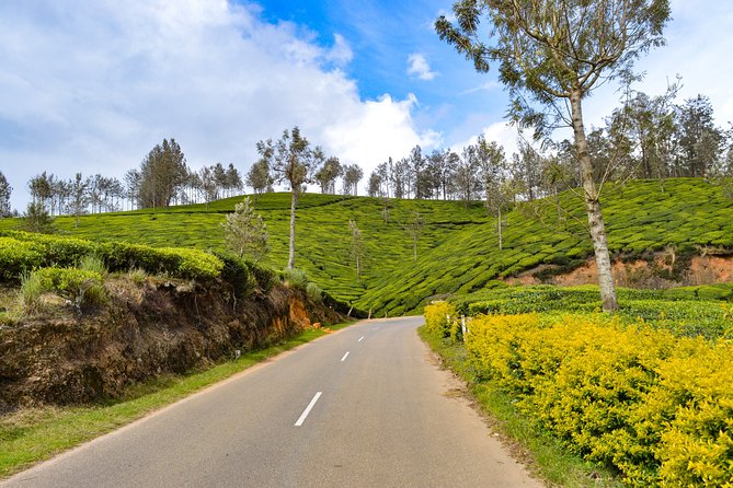 Full-Day Private Tour to Munnar From Kochi With Lunch - Pricing Structure and Availability