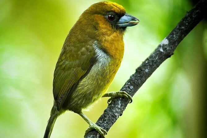 Full Day Tour Corcovado National Park.