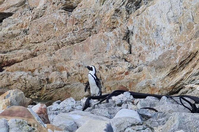 Full-Day Tour Stony Point Penguin Colony at Bettys Bay (Up to 10 Persons)