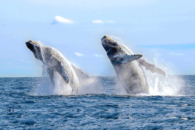 Full-Day Whale Watching Tour in Samana Bay From Santo Domingo