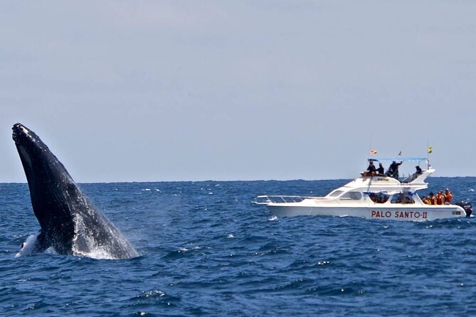Full-Day Whale Watching Tour in Samana Bay From Uvero Alto - Inclusions and Pickup