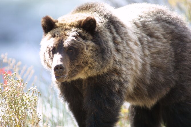 Full Day Wildlife Tour in Yellowstone Lamar Valley to Canyon