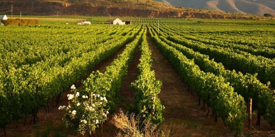 Full Day Winelands Tour - Tour Overview and Details