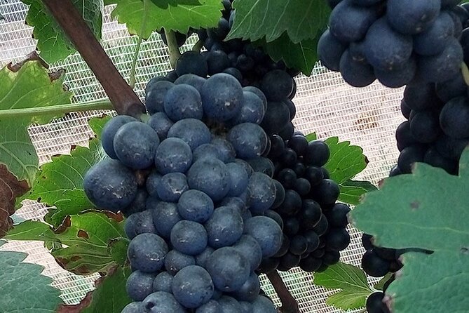 Full-Day Winery Tour From Rio - Pickup and Meeting Points