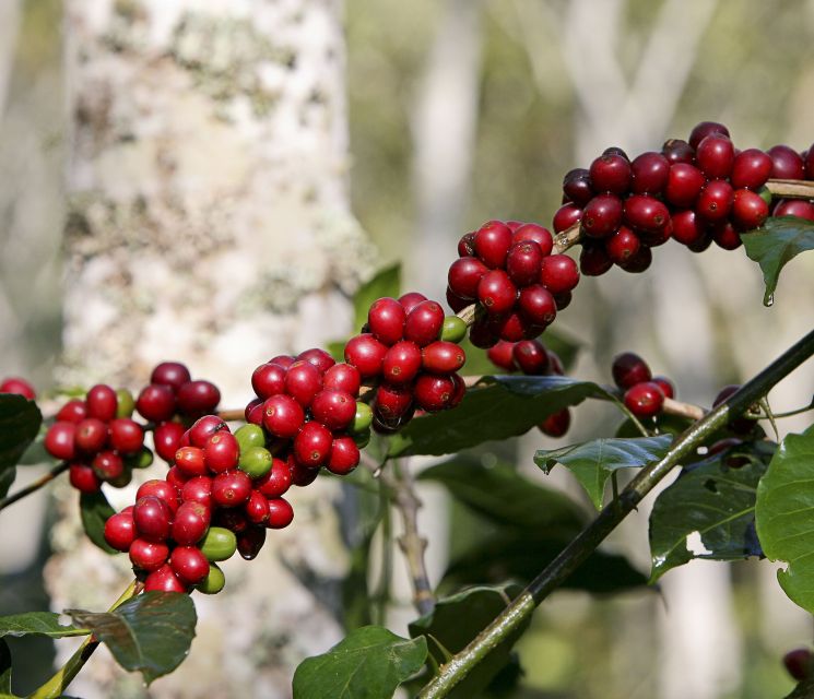 Garden: Horseback Ride With Coffee Villa and Waterfall