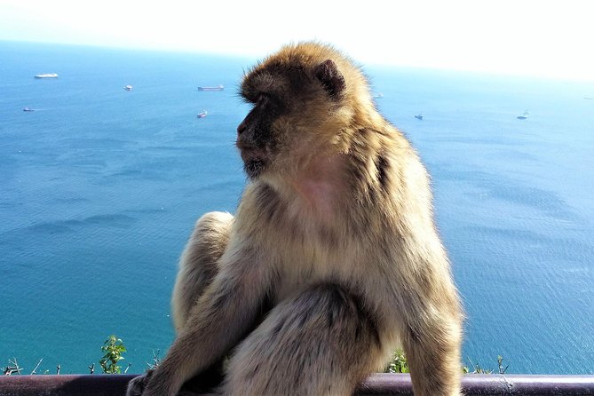 Gibraltar Private Tour From Marbella or Malaga