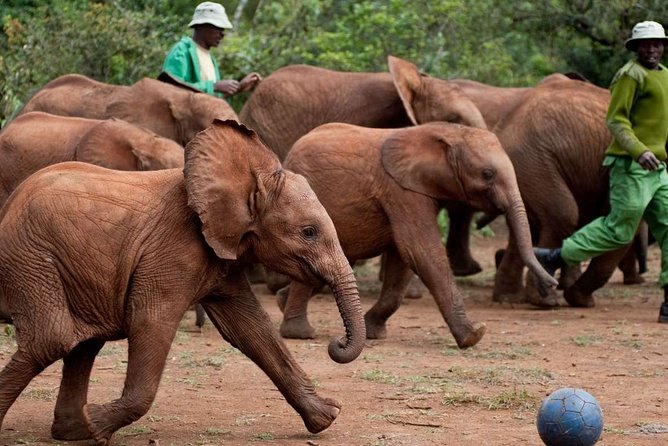 Giraffe Center, Elephant Orphanage and Nairobi National Park Day Tour Nairobi