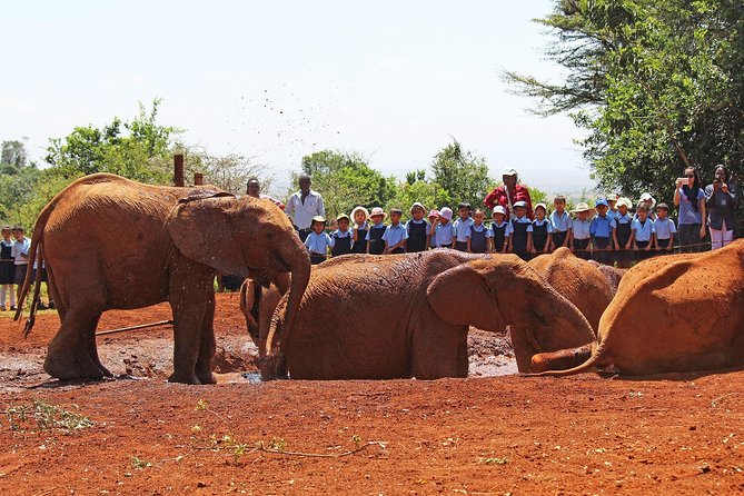 Giraffe Center & Elephant Orphanage Guided Day Tour From Nairobi - Tour Features