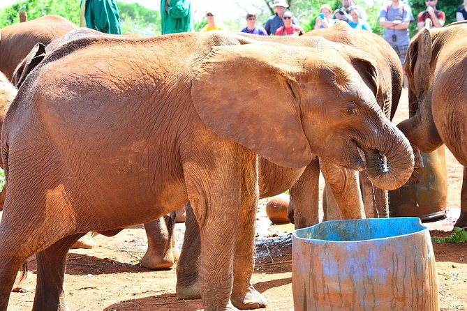 Giraffe Center & Elephant Orphanage Guided Day Tour