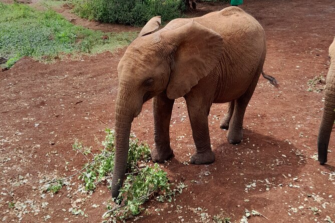 Giraffe Centre and Animal Orphanage Guided Tour In Nairobi. - Tour Overview