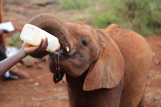 Giraffe Centre, Elephant Orphanage, National Museum & Beads Center - Tour Overview