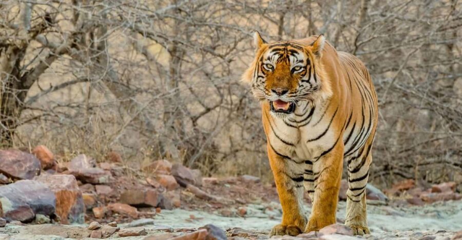 Golden Triangle 7 Days Tour With Ranthambore