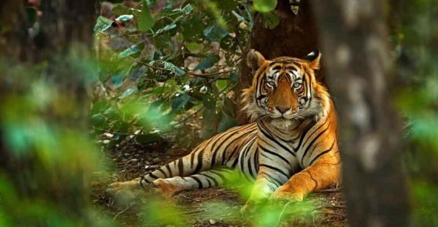 Golden Triangle With Ranthambore Wildlife Tour (06 Days) - Tour Overview