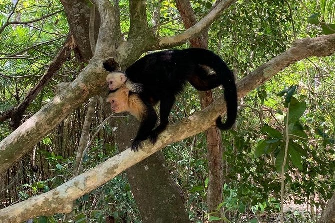 Goodmans Tour to the Sanctuary of Rescued Wild Animals
